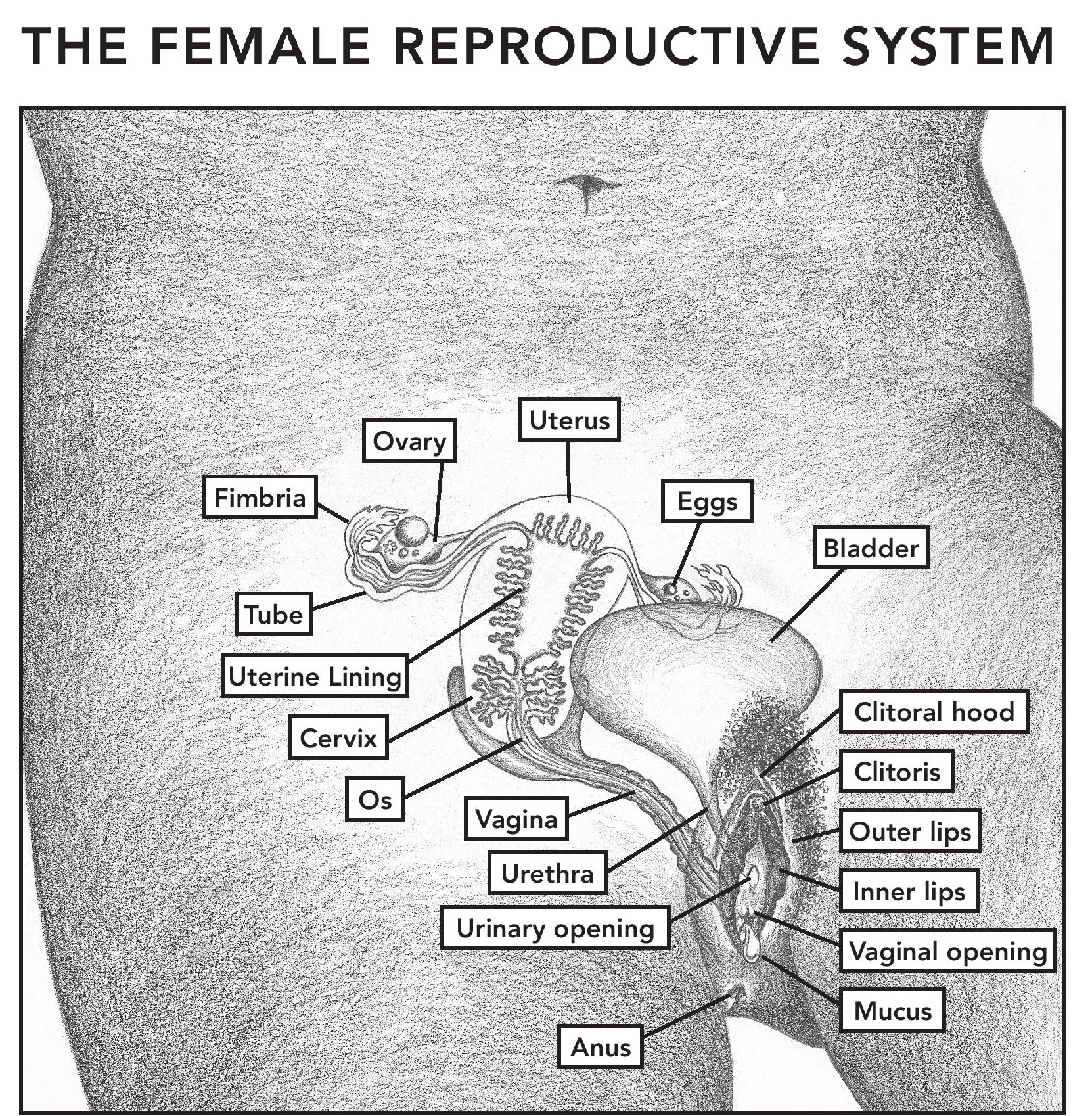 Female And Male Reproductive System Posters Katie Singer
