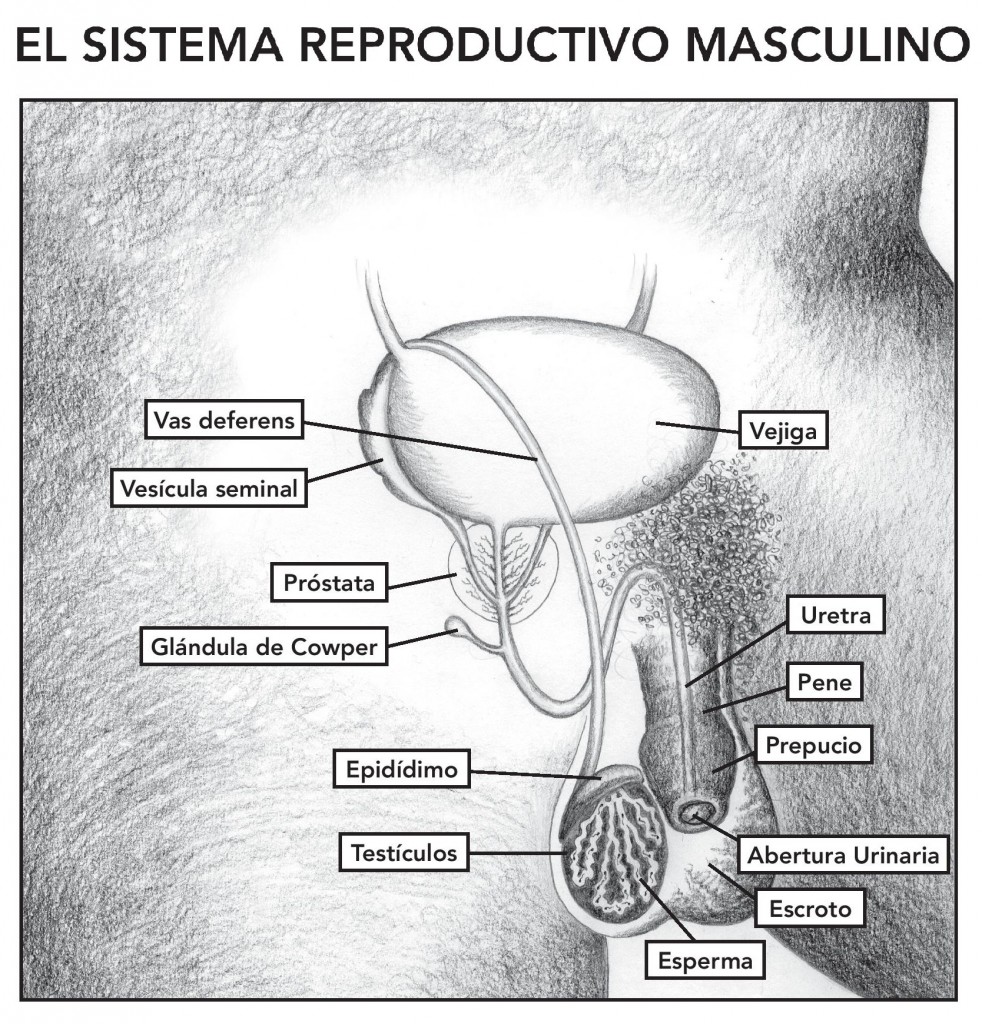 The Female And Male Reproductive Systems Posters Electronic Silent